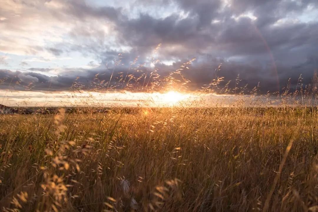 Example background for digital figures: a field at sunset